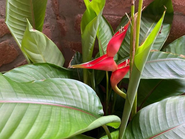 Геликония — яркий экзот для опытных цветоводов Геликония — яркий экзот для опытных цветоводов