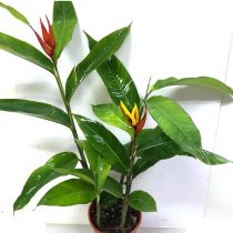 Геликония прямая (Heliconia stricta) Геликония прямая (Heliconia stricta)