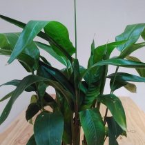 Геликония узкая (Heliconia angusta) Геликония узкая (Heliconia angusta)