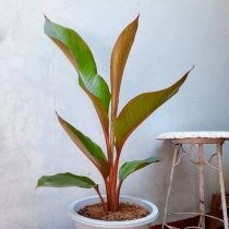 Геликония индийская (Heliconia indica) Геликония индийская (Heliconia indica)