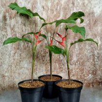 Геликония ростральная (Heliconia rostrata) Геликония ростральная (Heliconia rostrata)