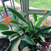 Геликония попугайная (Heliconia psittacorum) Геликония попугайная (Heliconia psittacorum)