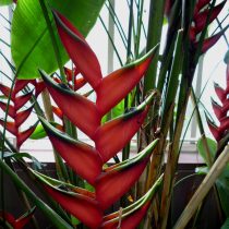 Геликония Бихаи (Heliconia bihai) Геликония Бихаи (Heliconia bihai)
