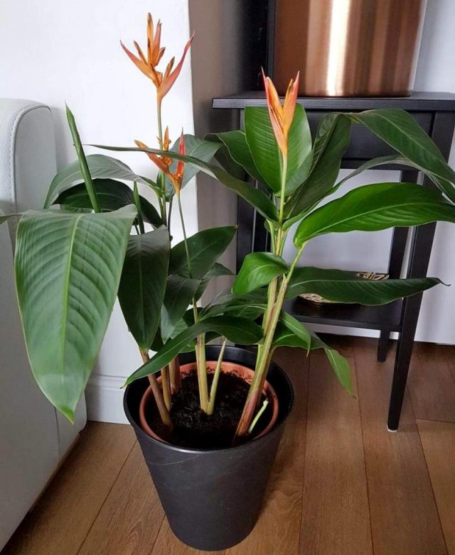 Для геликонии нужна рыхлая, питательная землесмесь Для геликонии нужна рыхлая, питательная землесмесь