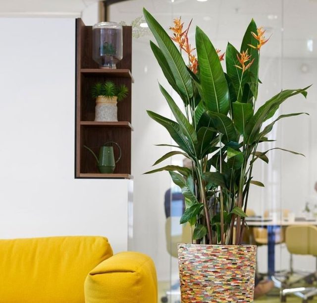 Для геликонии идеальным считается максимально яркое, но рассеянное освещение Для геликонии идеальным считается максимально яркое, но рассеянное освещение