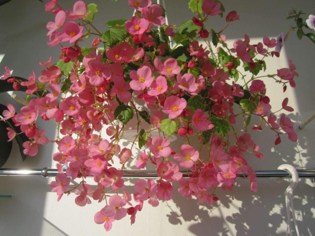 Бегония «Глуар де Лоррен» цветет почти в течение всего года. Но особенно прекрасна эта бегония зимой, когда ее поникающие стебли буквально усыпаны соцветиями