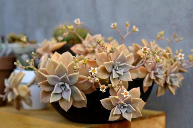 Граптопеталум — один из самых красивых суккулентов Граптопеталум — один из самых красивых суккулентов