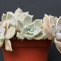 граптопеталум парагвайский (Graptopetalum paraguayense) граптопеталум парагвайский (Graptopetalum paraguayense)