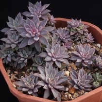 Граптопеталум Расби (Graptopetalum rusbyi) Граптопеталум Расби (Graptopetalum rusbyi)