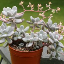 Граптопеталум аметистовый (Graptopetalum amethystinum) Граптопеталум аметистовый (Graptopetalum amethystinum)