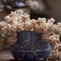 Граптопеталум медузный (Graptopetalum mendozae) Граптопеталум медузный (Graptopetalum mendozae)