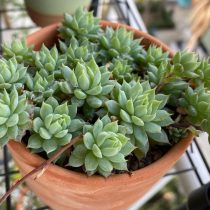 Граптопеталум Макдугалла (Graptopetalum macdougallii) Граптопеталум Макдугалла (Graptopetalum macdougallii)