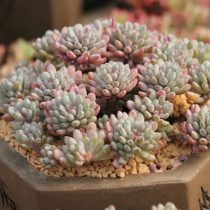 Граптопеталум толстолистный (Graptopetalum pachyphyllum) Граптопеталум толстолистный (Graptopetalum pachyphyllum)