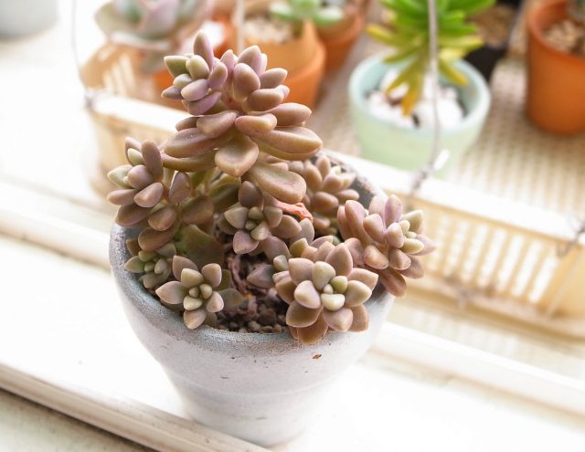 Лучше подобрать граптопеталуму место на солнечном подоконнике Лучше подобрать граптопеталуму место на солнечном подоконнике