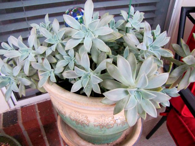 Граптопеталум позволяет формировать интересные каскады и формы Граптопеталум позволяет формировать интересные каскады и формы