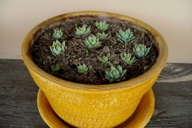 Граптопеталум поразительно легко размножается дочерними розетками Граптопеталум поразительно легко размножается дочерними розетками