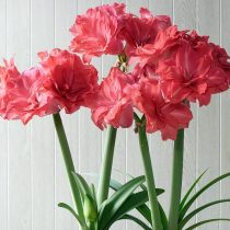 Гиппеаструм «Кэнди Нимф» (Hippeastrum 'Candy Nymph') © Hirt's Gardens