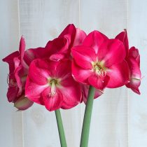 Гиппеаструм «Кэнди Квин» (Hippeastrum 'Candy Queen') © whiteflowerfarm.com
