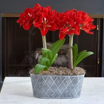 Гиппеаструм «Хэппи Нимф» (Hippeastrum 'Happy Nimph') © whiteflowerfarm.com