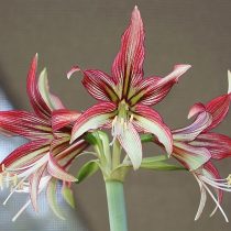 Гиппеаструм «Мистика» (Hippeastrum 'Mystica') © bsharf