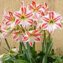 Гиппеаструм «Парк Страйпд» (Hippeastrum 'Park Striped')