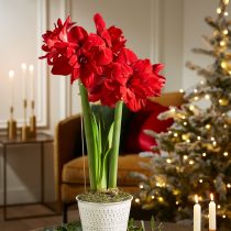 Гиппеаструм «Скарлет Белль» (Hippeastrum 'Scarlet Belle') © gardeners.com