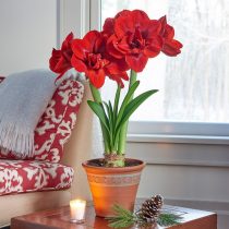 Гиппеаструм «Вельвет Нимф» (Hippeastrum 'Velvet Nymph') © whiteflowerfarm.com