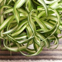 Хлорофитум хохлатый «Бонни» (Chlorophytum comosum 'Bonnie')