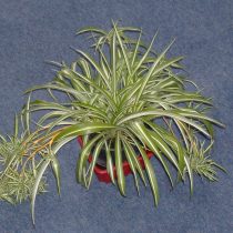 Хлорофитум хохлатый «Виттатум» (Chlorophytum comosum 'Vittatum')