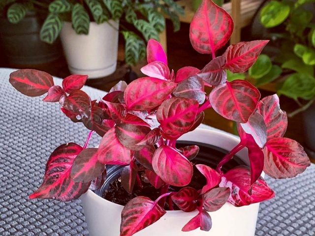 Ирезине — вишневое чудо на вашем подоконнике Ирезине — вишневое чудо на вашем подоконнике