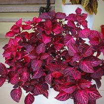 Ирезине Линдена (Iresine lindenii) Ирезине Линдена (Iresine lindenii)