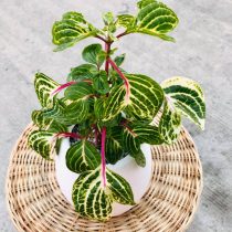 Ирезине Хербста (Iresine herbstii), сорт «Пестрое сердце» (Variegated Heart) Ирезине Хербста (Iresine herbstii), сорт «Пестрое сердце» (Variegated Heart)