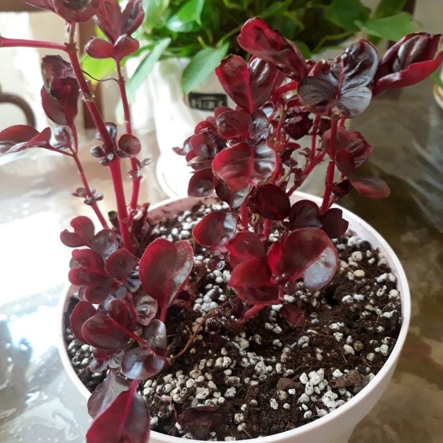 Ирезине предпочитает удобрения с повышенным содержанием калия и пониженным — азота Ирезине предпочитает удобрения с повышенным содержанием калия и пониженным — азота