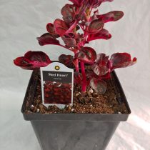 Ирезине Хербста (Iresine herbstii), сорт «Красное сердце» (Red heart) Ирезине Хербста (Iresine herbstii), сорт «Красное сердце» (Red heart)