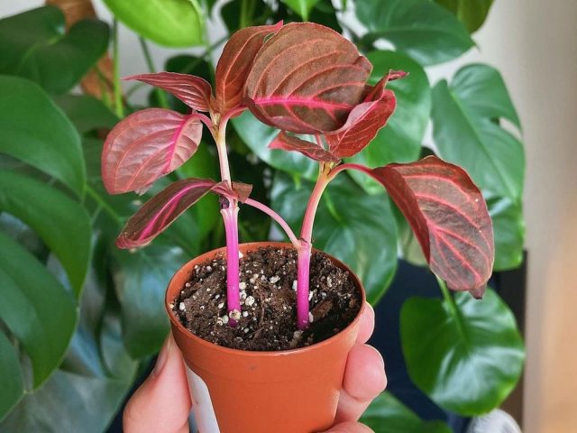 Для укоренения черенков ирезине подойдет любой способ — и в воде, и в субстрате Для укоренения черенков ирезине подойдет любой способ — и в воде, и в субстрате