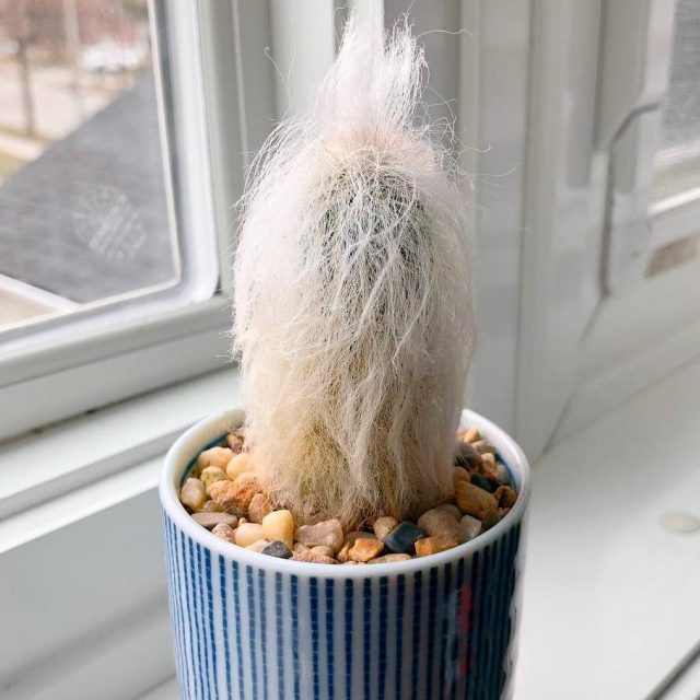 Солнечное теплое место, с легкой коррекцией на зиму — все, что нужно для нормального развития эспостоа Солнечное теплое место, с легкой коррекцией на зиму — все, что нужно для нормального развития эспостоа