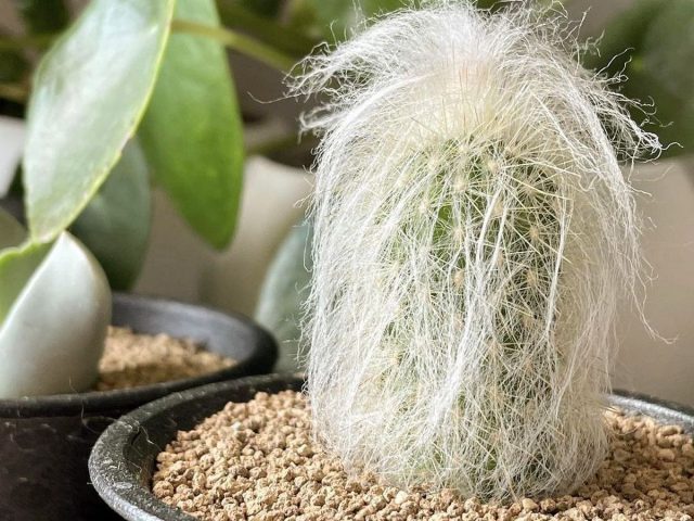 Кактус эспостоа — стерпит всё, кроме перелива! Кактус эспостоа — стерпит всё, кроме перелива!