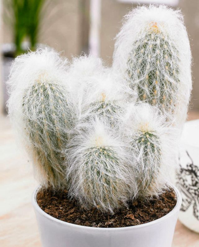 Эспостоа шерстистая (Espostoa lanata) Эспостоа шерстистая (Espostoa lanata)