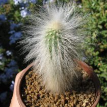 Эспостоа удивительная (Espostoa mirabilis) Эспостоа удивительная (Espostoa mirabilis)