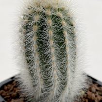 Эспостоа старческая (Espostoa senilis) Эспостоа старческая (Espostoa senilis)