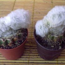 Эспостоа шерстистая кристатная форма (Espostoa lanata f. Cristata) Эспостоа шерстистая кристатная форма (Espostoa lanata f. Cristata)