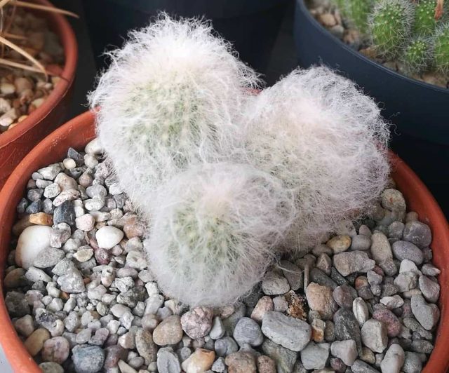 Для эспостоа приветствуется верхний дренаж из декоративных материалов, подчеркивающий красоту опушки Для эспостоа приветствуется верхний дренаж из декоративных материалов, подчеркивающий красоту опушки