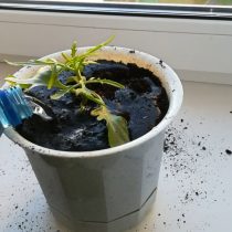 Процесс укоренения черенка каланхоэ оленьи рожки длится около 4 недель Процесс укоренения черенка каланхоэ оленьи рожки длится около 4 недель