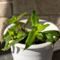 Каллизия душистая (Callisia fragrans)
