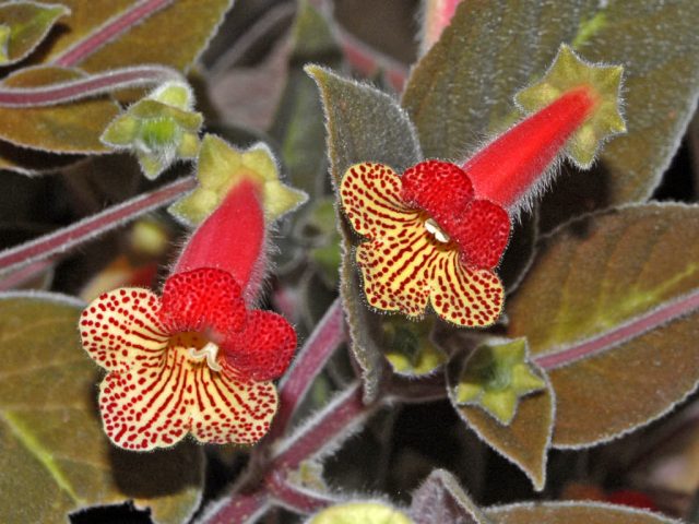 Колерия приятная (Kohleria amabilis)