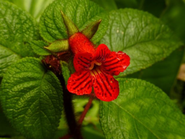 Колерия неровная (Kohleria inaequalis)