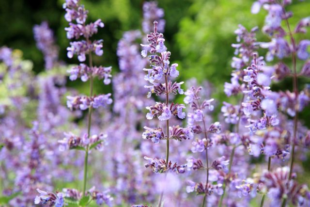 Котовник, или кошачья мята (Nepeta catari)