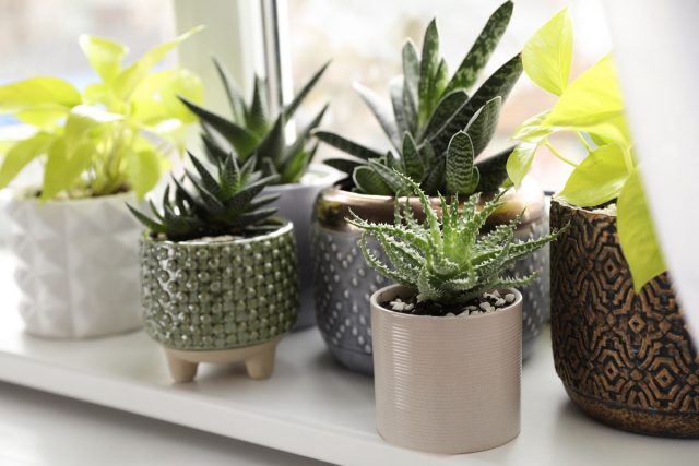 Лучшие комнатные растения для южных подоконников Лучшие комнатные растения для южных подоконников