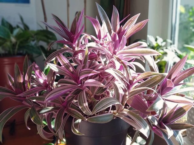 Традесканция покрывальчатая (Tradescantia spathacea) Традесканция покрывальчатая (Tradescantia spathacea)