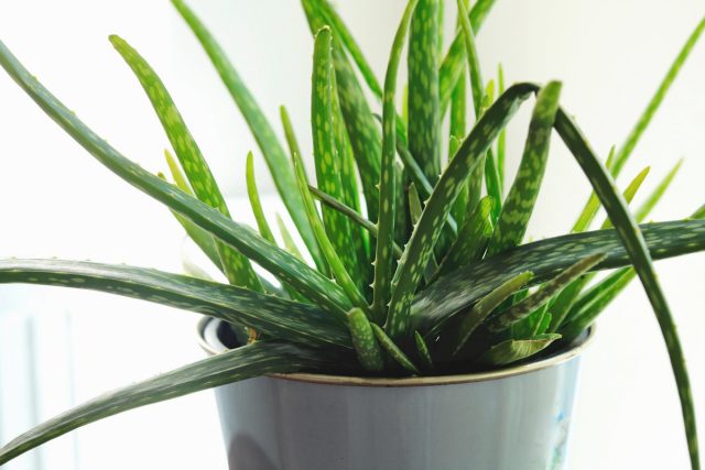 Алоэ вера (Aloe vera) Алоэ вера (Aloe vera)
